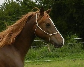 Licol pour cheval, chevaux