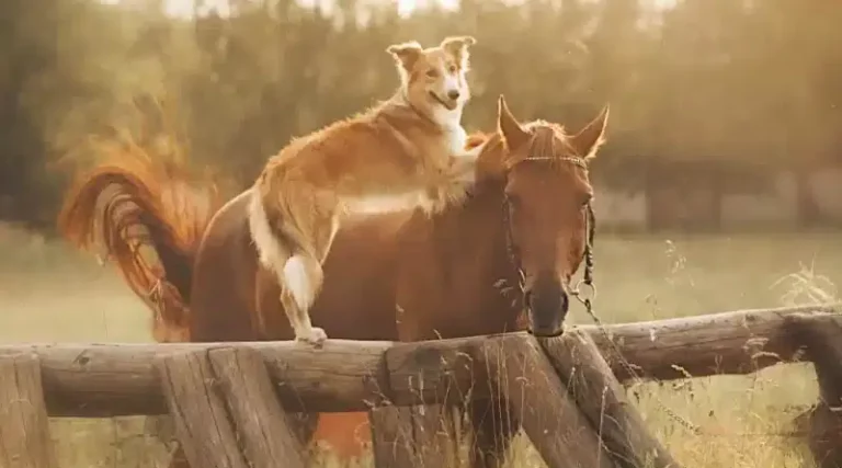 Ethologie chien et cheval